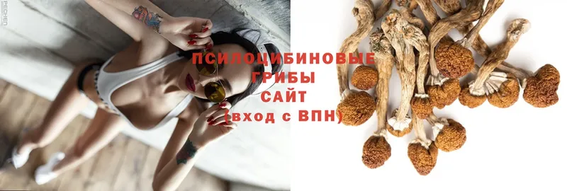 Галлюциногенные грибы Psilocybine cubensis  купить  цена  Красноуральск 